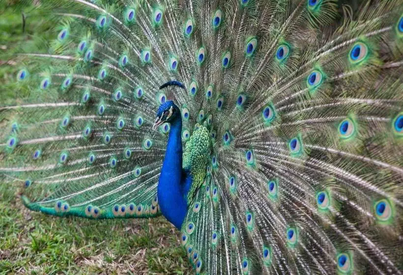 Majatalo Paraty Paradiso