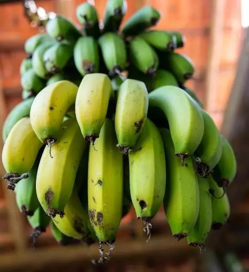 Majatalo Paraty Paradiso