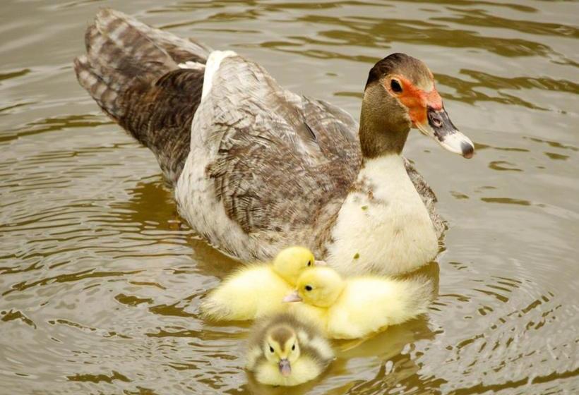 ホテル Pousada Campestre Estância São Domingos