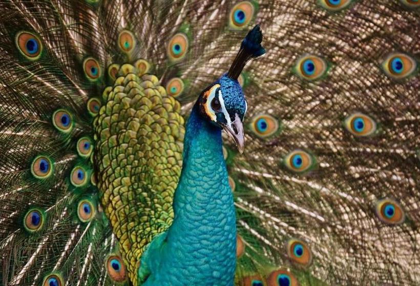 ホテル Pousada Campestre Estância São Domingos