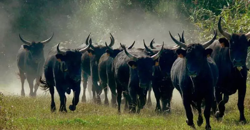 La Résidence Arles Centre
