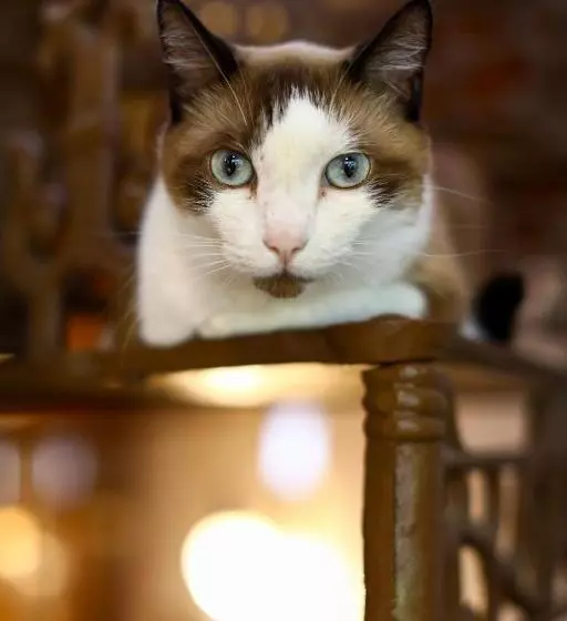 Majatalo Hospedaria Tayrona