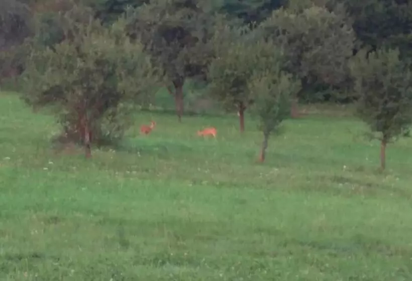 Pensiunea Printul Vlad