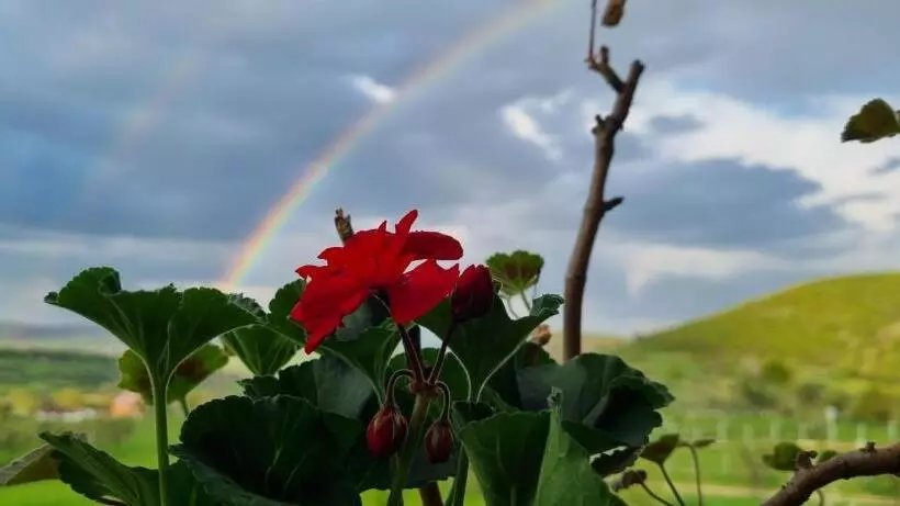 Pensiunea Printul Vlad