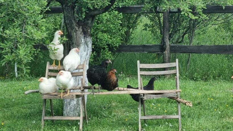 Pensiunea Printul Vlad