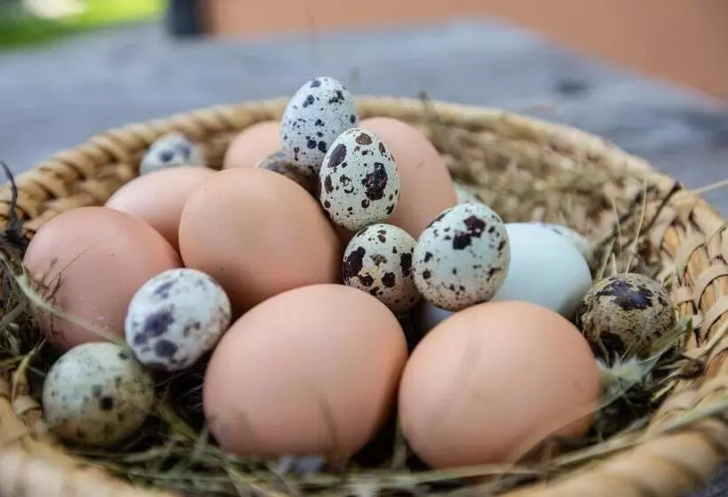 هتل Farmstay&glamping Visočnik