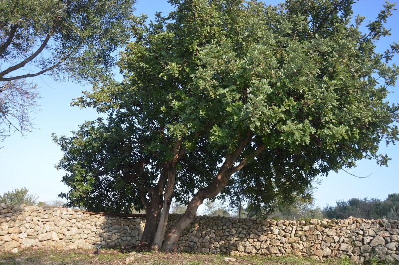 בית מלון כפרי Terramater