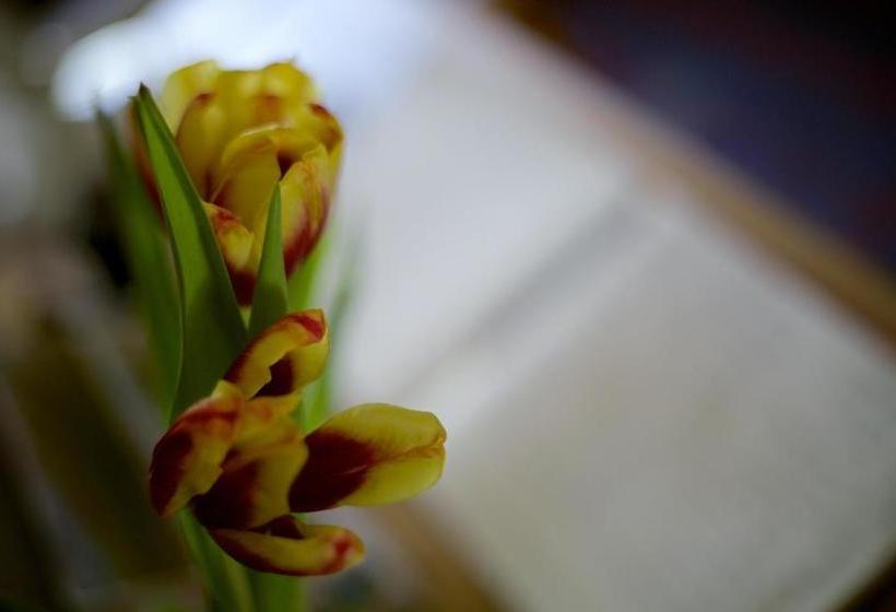 Pensionat Maenllwyd Guest House