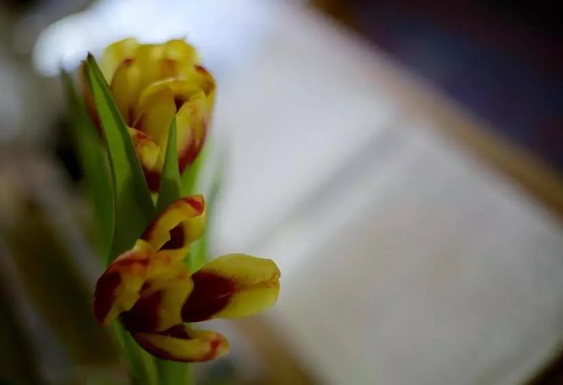 پانسیون Maenllwyd Guest House