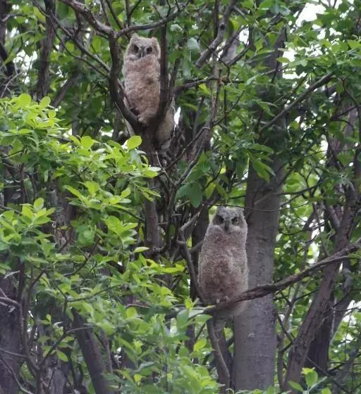 Majatalo Eagle Peak Guesthouse
