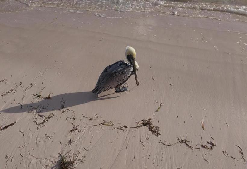 پانسیون Shared Shared Room