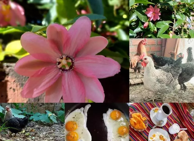 تختخواب و صبحانه Eco Hotel Banderas