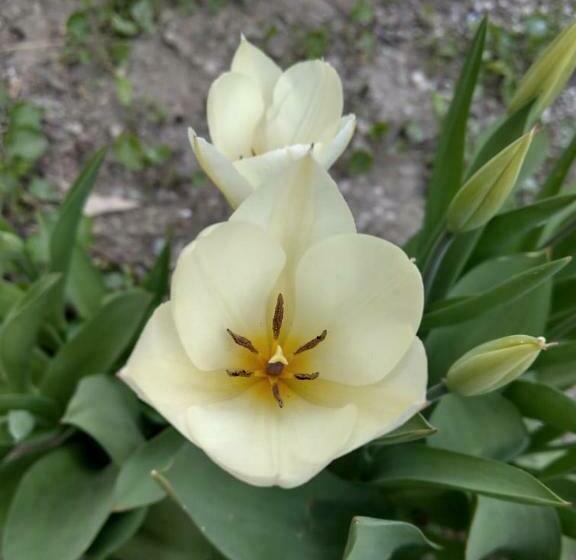 پانسیون Popock City Center