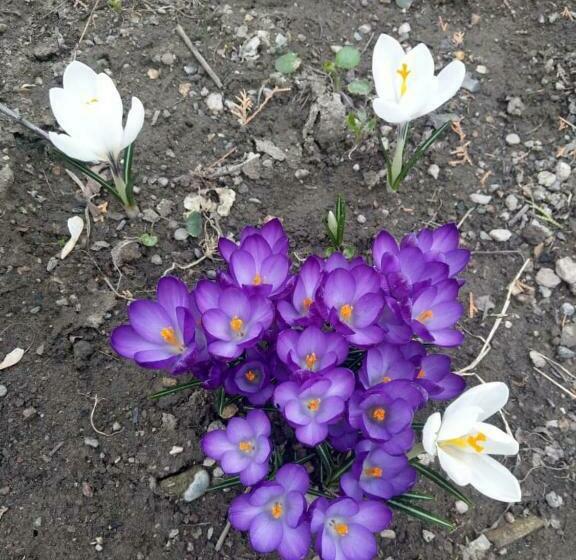 پانسیون Popock City Center