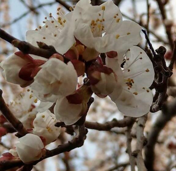 پانسیون Popock City Center