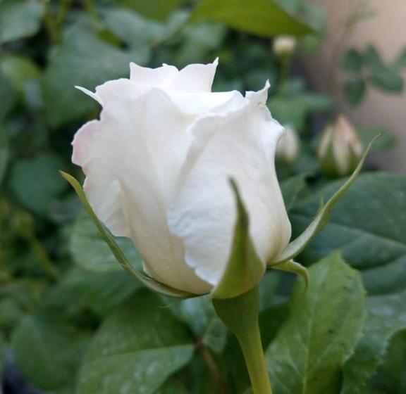 پانسیون Popock City Center