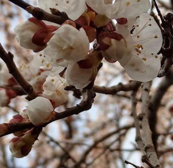 پانسیون Popock City Center