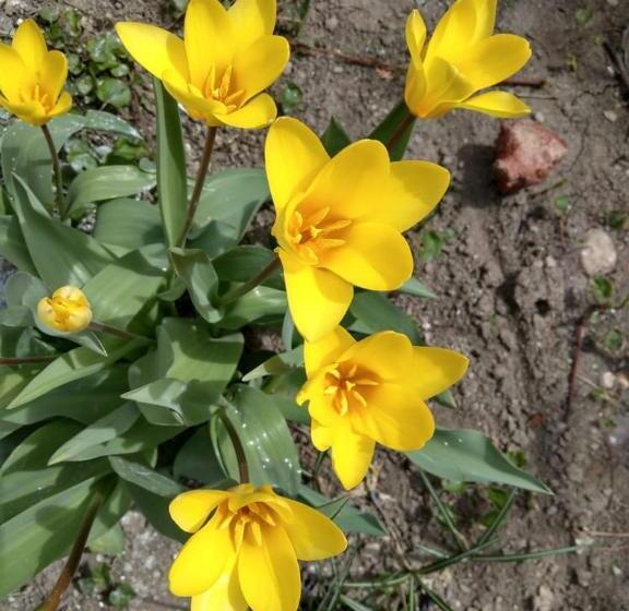 پانسیون Popock City Center