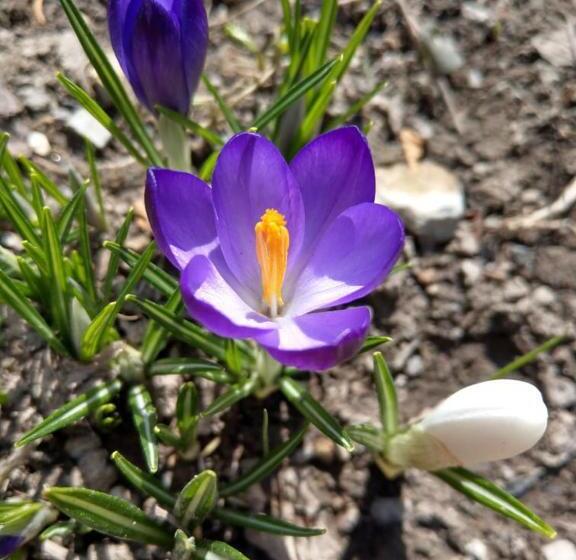 پانسیون Popock City Center