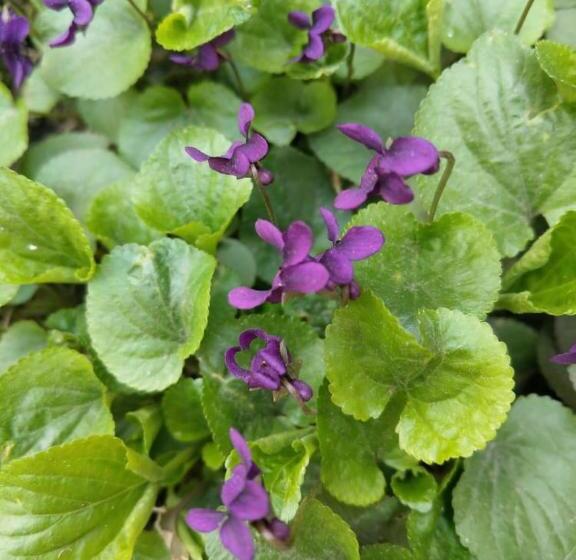 پانسیون Popock City Center