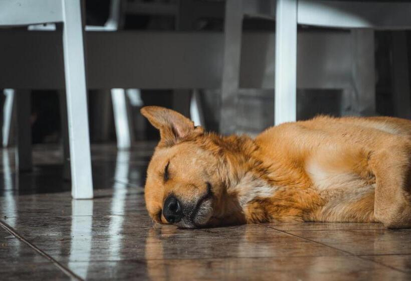 بنسيون Guesthouse Lord Byron