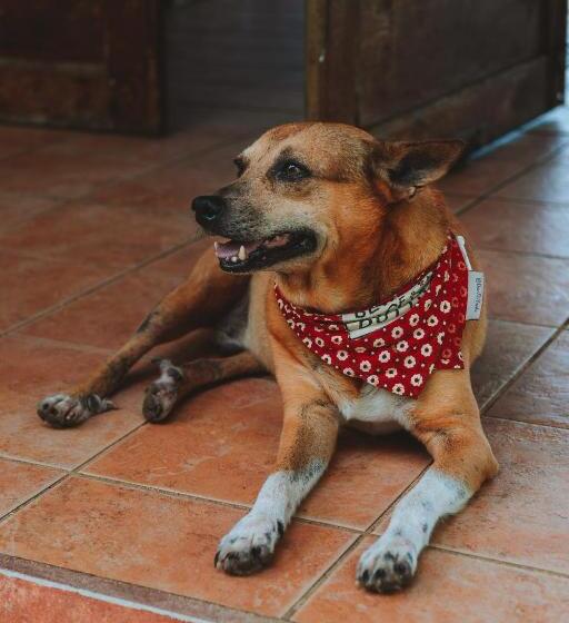 هتل Bird Island Bungalows