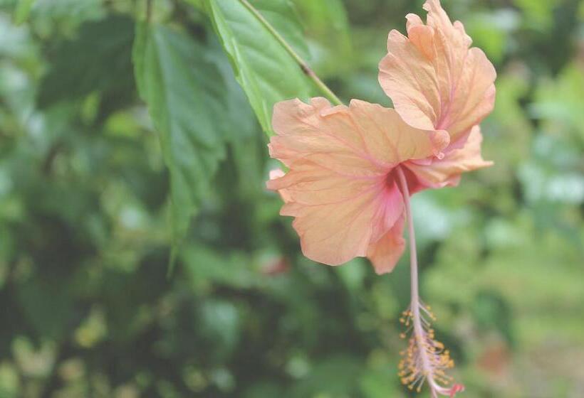 هتل Bird Island Bungalows