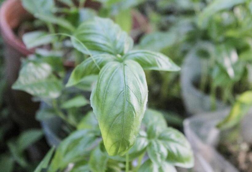 هتل Bird Island Bungalows
