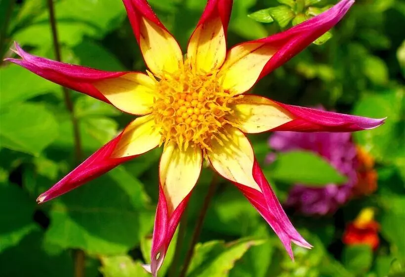 Aamiaismajoitus (B&B) Millbrook Country House