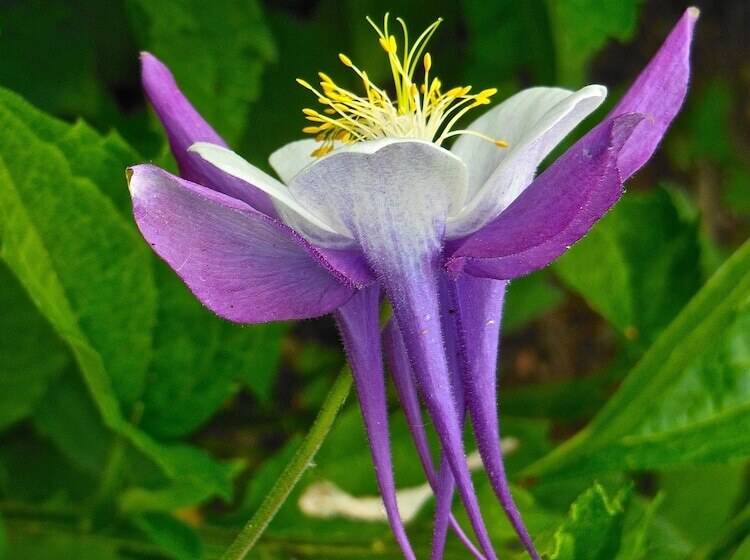 צימר Millbrook Country House