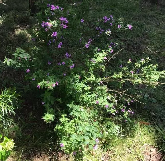 Majatalo Pousada Caminhos Da Neve