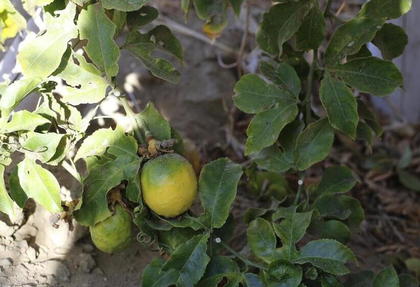 ベッドアンドブレックファースト Buena Vista Lobitos