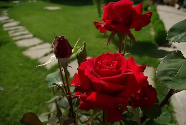 Majatalo Osmarski Houses