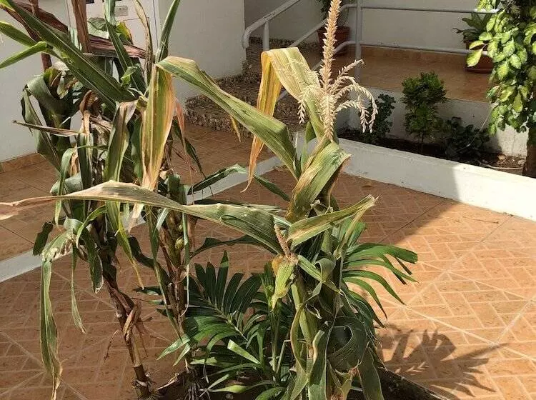 پانسیون Guest House Terezinha