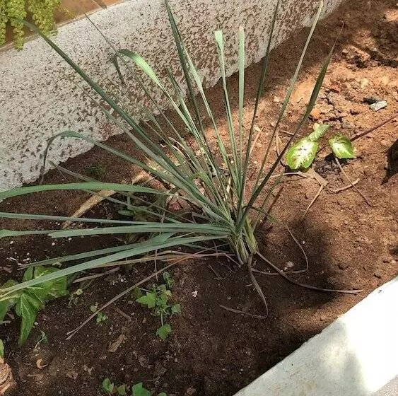 پانسیون Guest House Terezinha