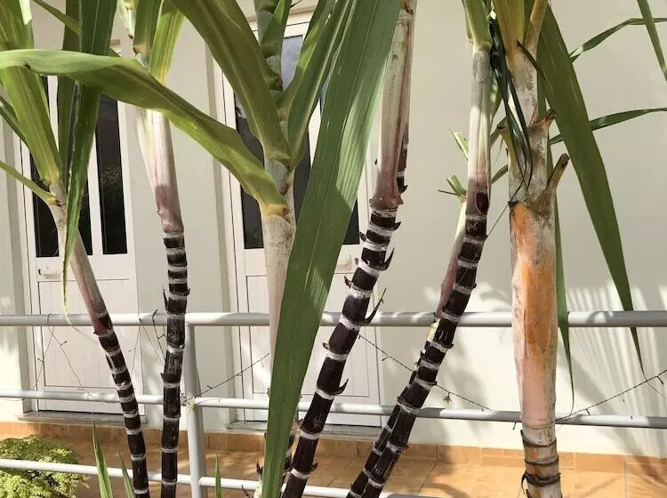 پانسیون Guest House Terezinha