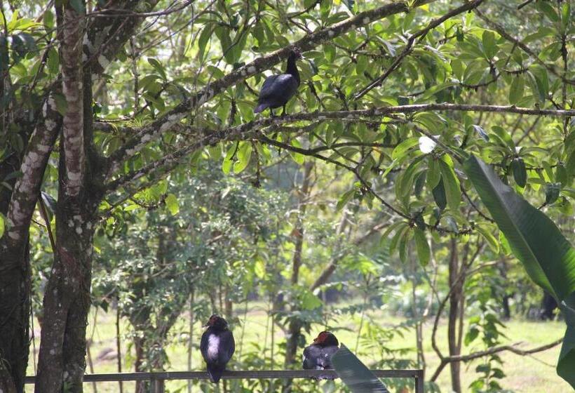 ベッドアンドブレックファースト Horquetas River Lodge