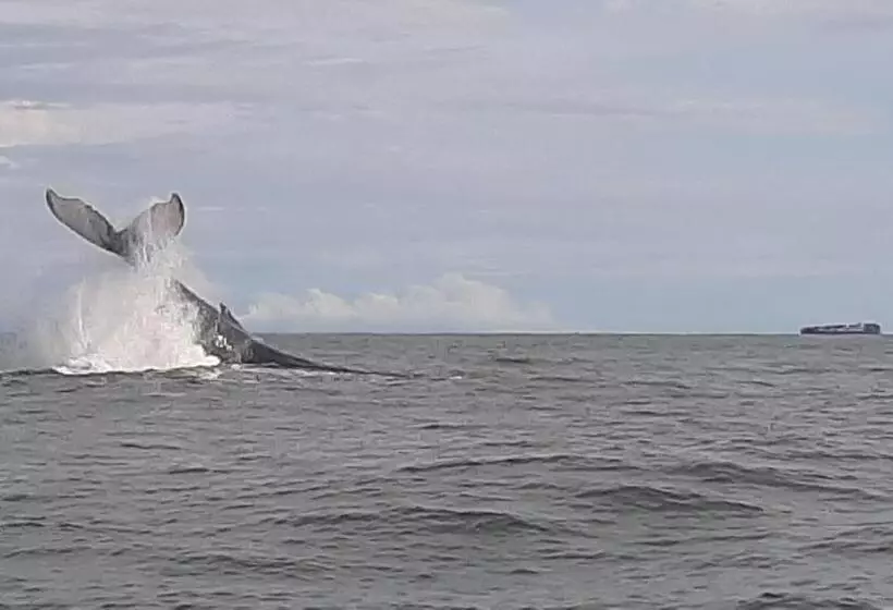 ペンション Surf House Estilo Libre