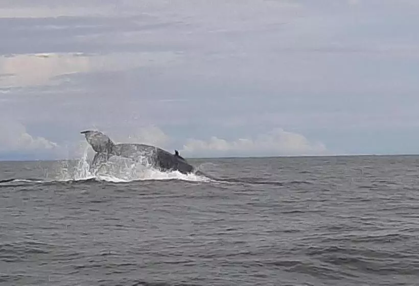 ペンション Surf House Estilo Libre