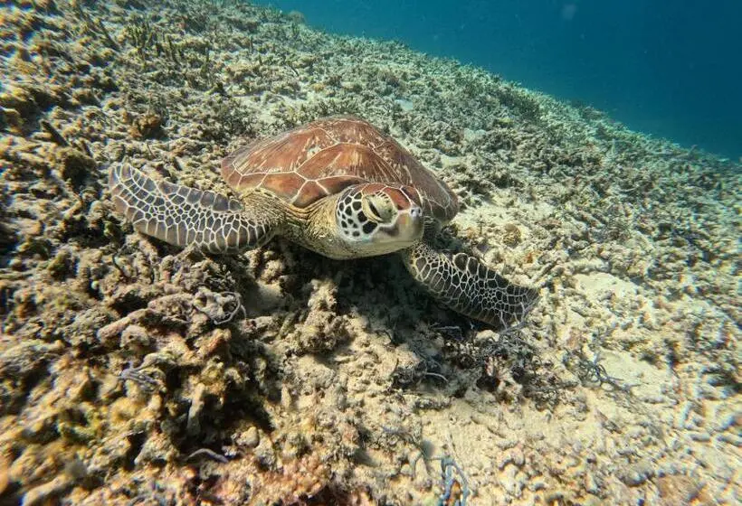 Les Vagues   Hotel Villa & Beach Club   Gili Air