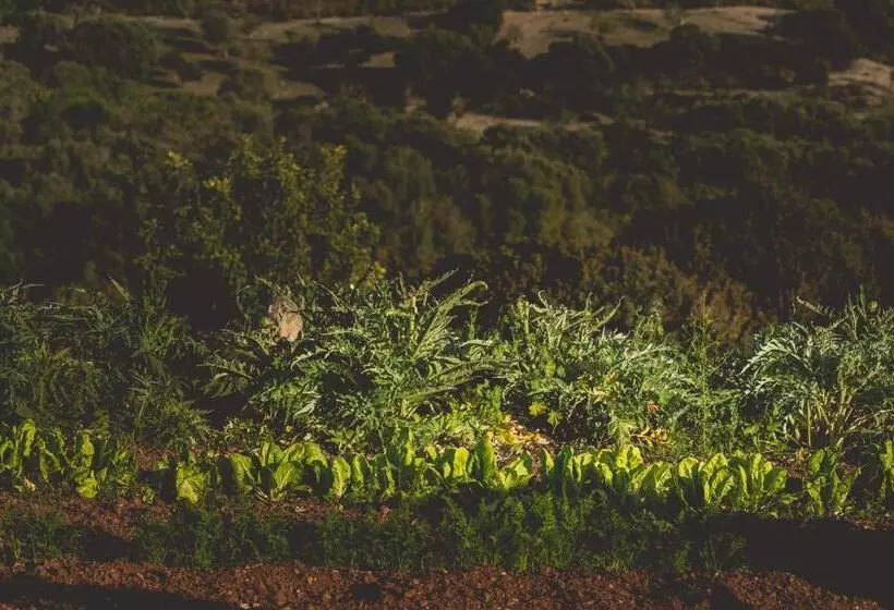 Hotelli Son Mesquida Vell