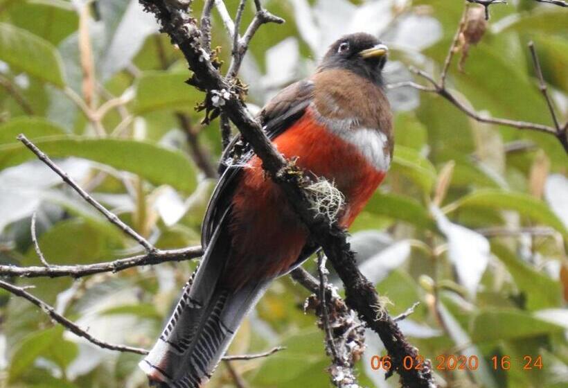 Bed and Breakfast Miriam S Quetzals Lodge