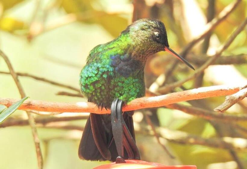Bed and Breakfast Miriam S Quetzals Lodge