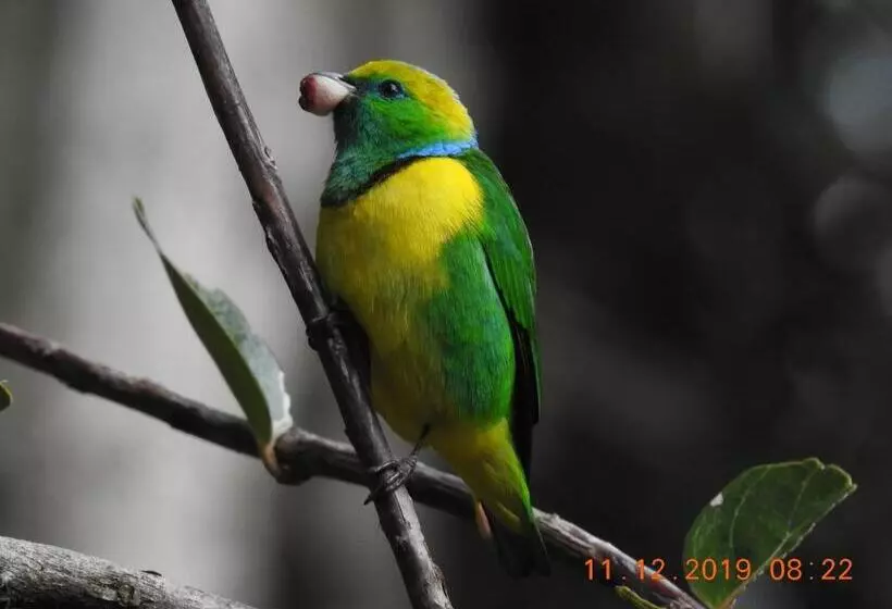 Aamiaismajoitus (B&B) Miriam S Quetzals Lodge