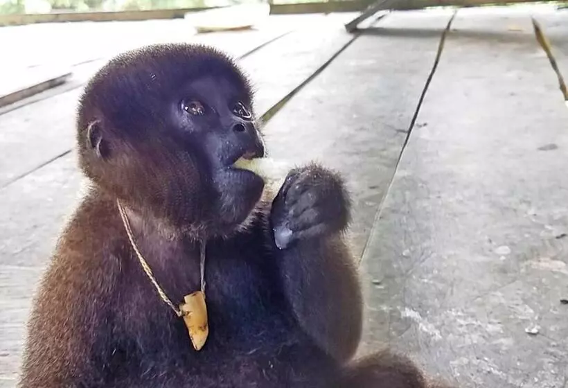 Hotelli Amazon Oasis Floating Lodge