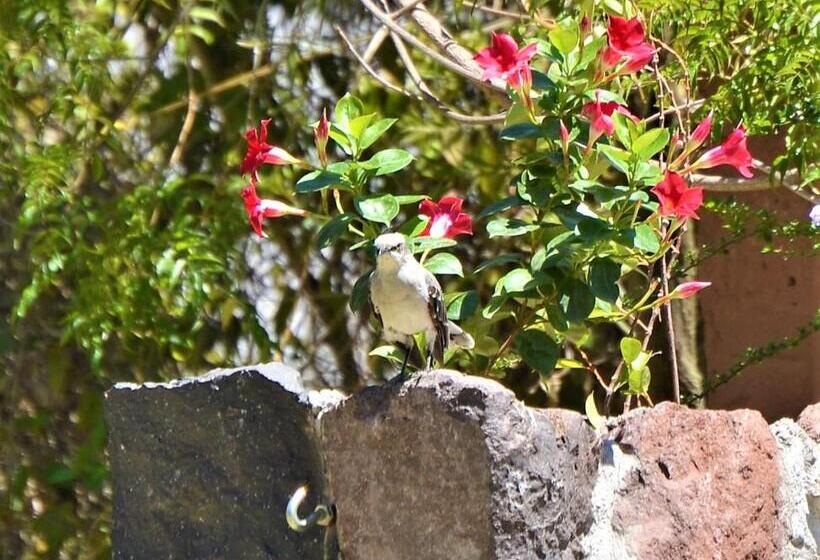 בית מלון כפרי Ilatoa Lodge