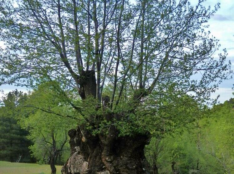 פנסיון Labella Hostal Restaurante