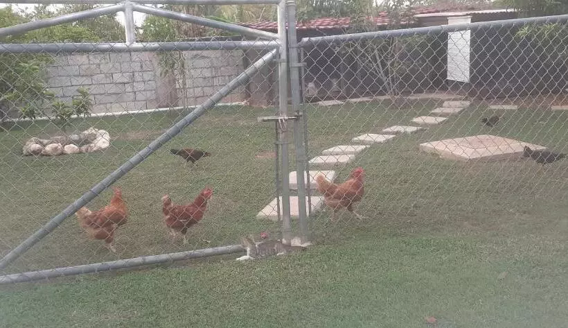 تختخواب و صبحانه Modrians