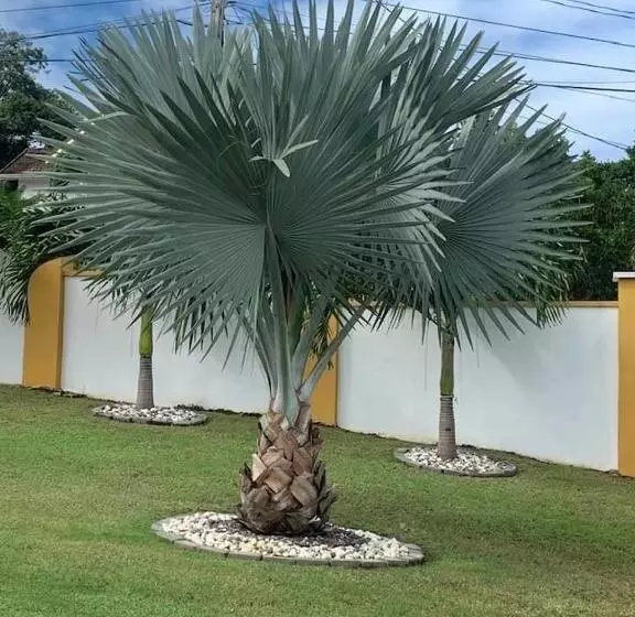 تختخواب و صبحانه Modrians