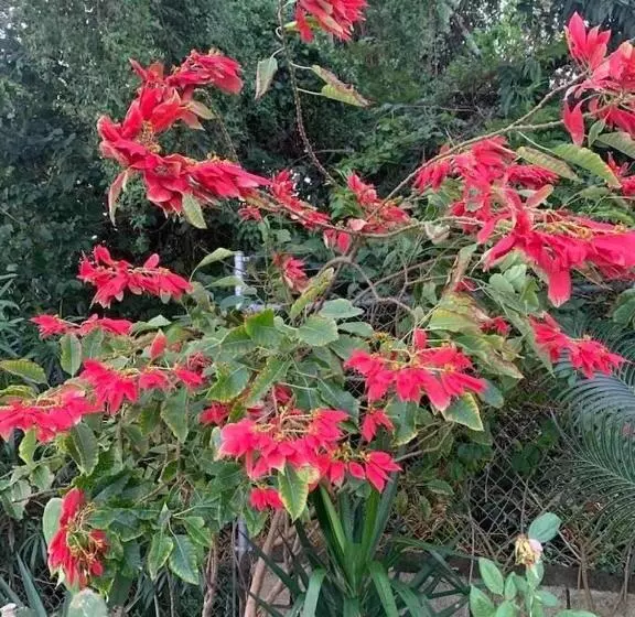 تختخواب و صبحانه Modrians